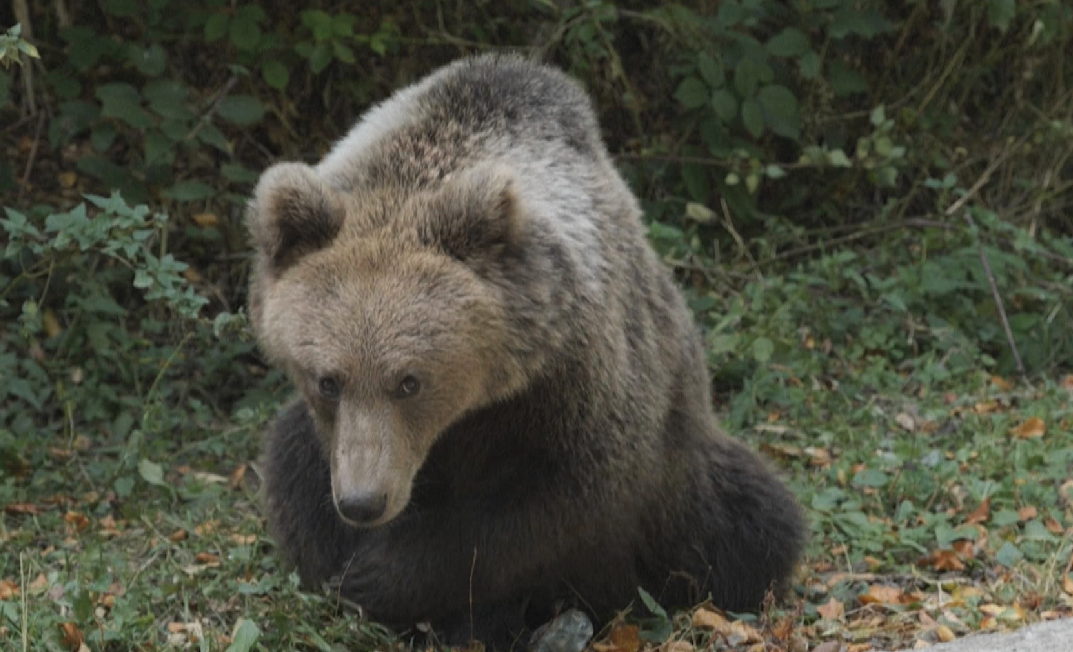 Rumania e pavendosur si të veprojë për popullatën gjigante të arinjve të murrmë