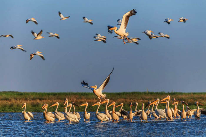 Delta e Danubit - perla e natyrës dhe parajsa më e ruajtur e Europës